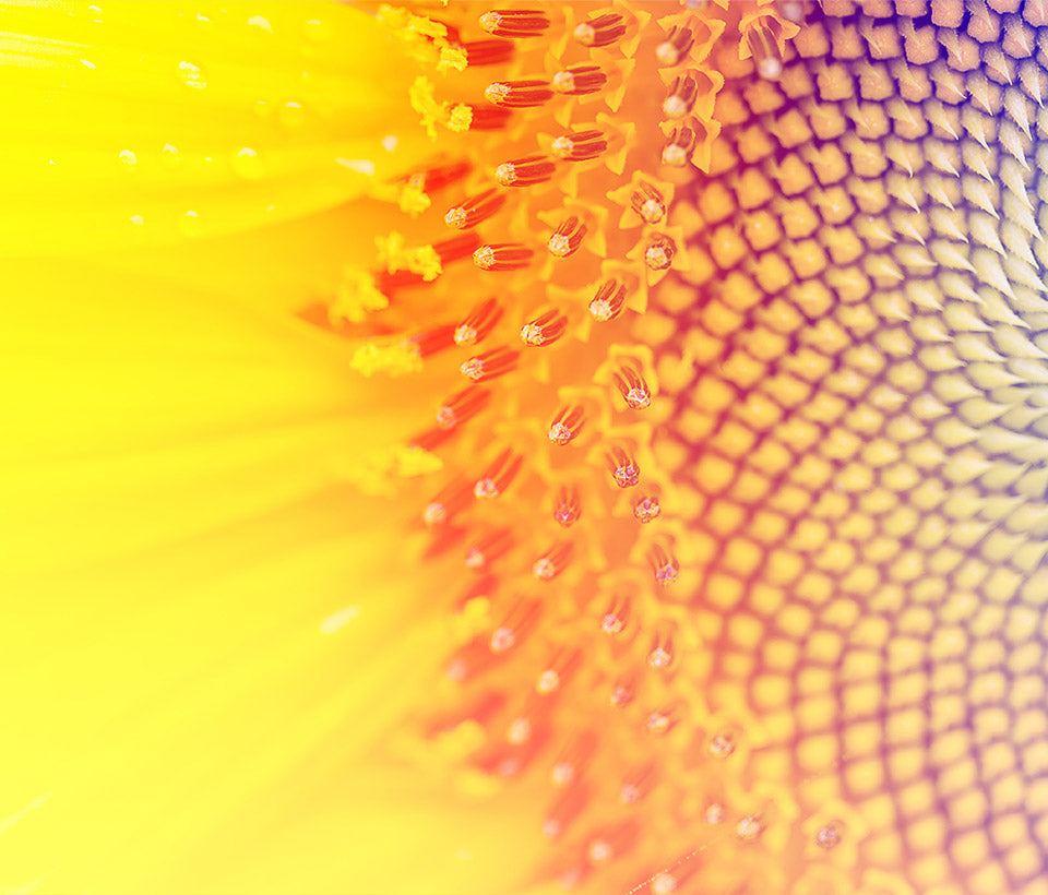 True Liposomal