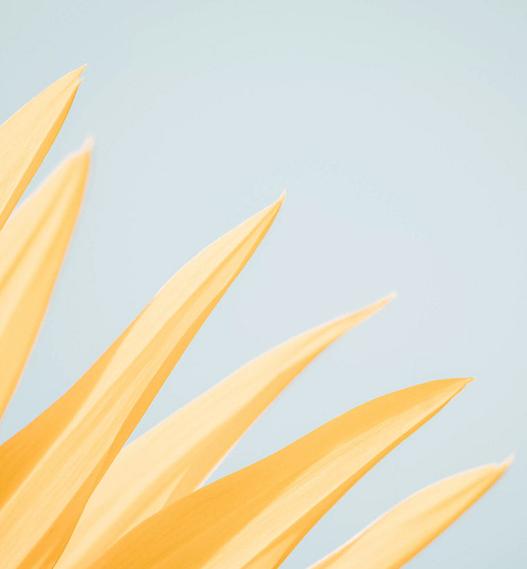 True Liposomal Basics